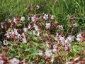 Felsen Storchschnabel - Geranium macrorrhizum 'Spessart'