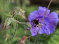 Garten Storchschnabel - Geranium Pratense-Hybr.'Johnsons Blue'