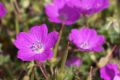 Blut Storchschnabel - Geranium sanguineum 'Max Frei'