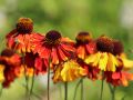 Garten Sonnenbraut - Helenium x hybrida 'Moerheim Beauty'