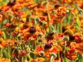 Garten Sonnenbraut - Helenium x hybrida 'Waltraud'