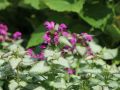 Gefleckte Taubnessel - Lamium maculatum 'Beacon Silver'