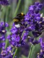 Garten Lavendel - Lavandula angustifolia 'Hidcote Blue'