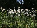Sommer-Gartenmargerite 'Gruppenstolz' - Leucanthemum x superbum 'Gruppenstolz'
