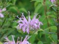 Garten Indianernessel - Monarda fistulosa 'Elsie's Lavender'