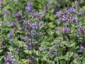 Garten Katzenminze - Nepeta x faassenii