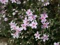 Polster Flammenblume / Polsterphlox - Phlox subulata 'Candy Stripes'