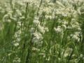 Schnee Marbel - Luzula nivea