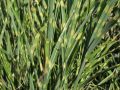 Stachelschweingras / Zebraschilf - Miscanthus sinensis 'Strictus'