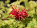 Garten Indianernessel - Monarda fistulosa 'Gardenview Scarlet'