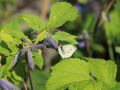 Clematis 'Cassandra' / Stauden-Clematis - Clematis tubulosa / heracleifolia 'Cassandra'