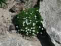Sternmoos - Sagina subulata