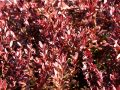 Cranberry / Moosbeere - Vaccinium macrocarpon