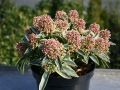 Skimmie / Bl�tenskimmie - Skimmia japonica ' Magic Marlot'