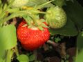 Erdbeere 'Honeoye' - Fragaria 'Honeoye'