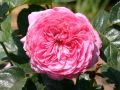 Guillot Rose 'Chantal M�rieux' � - Rosa 'Chantal M�rieux' �