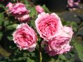 Guillot Rose 'La Rose Bordeaux' � - Rosa 'La Rose Bordeaux' �