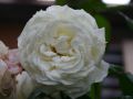 Guillot Rose 'Manuel Canovas' � - Rosa 'Manuel Canovas' �