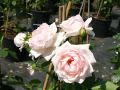 Guillot Rose 'Martine Guillot' � - Rosa 'Martine Guillot' �