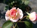 Guillot Rose 'Mme Paule Massad' � - Rosa 'Mme Paule Massad' �