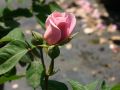 Guillot Rose 'William Christie' � - Rosa 'William Christie' �