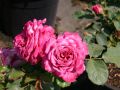 Guillot Rose 'Agnes Schilliger' � - Rosa 'Agnes Schilliger' �