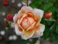 Guillot Rose 'Elizabeth Stuart' � - Rosa 'Elizabeth Stuart' �