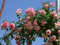 Ramblerrose 'Francois Juranville' - Rosa 'Francois Juranville'