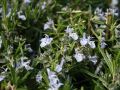 Rosmarin - Rosmarinus officinalis 'Blue Winter'