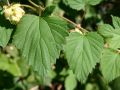 Hopfen - Humulus lupulus