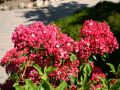 Berglorbeer / Lorbeerrose 'Ostbo Red' - Kalmia latifolia 'Ostbo Red'