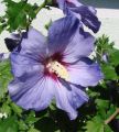 Garteneibisch 'Marina' - Hibiscus syriacus 'Marina'