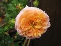 Strauchrose 'Concerto 94' � - Rosa 'Concerto 94' �