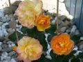 Strauchrose 'Sahara' � - Rosa 'Sahara' �