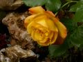 Strauchrose 'Sahara' � - Rosa 'Sahara' �