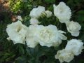 Strauchrose 'Schneewittchen' � - Rosa 'Schneewittchen' �