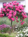 Kletterrose 'Rosarium Uetersen' � - Rosa 'Rosarium Uetersen' �