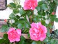 Kletterrose 'Rosarium Uetersen' � - Rosa 'Rosarium Uetersen' �