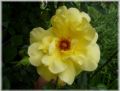 Kletterrose 'Golden Showers' � - Rosa 'Golden Showers' �