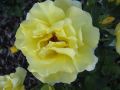 Kletterrose 'Goldstern' � - Rosa 'Goldstern' �