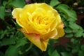 Kletterrose 'Goldstern' � - Rosa 'Goldstern' �