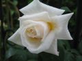 Kletterrose 'Ilse Krohn Superior' � - Rosa 'Ilse Krohn Superior' �