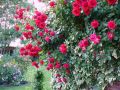 Kletterrose 'Sympathie' - Rosa 'Sympathie'