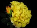Strauchrose 'Lichtk�nigin Lucia' � - Rosa 'Lichtk�nigin Lucia' �