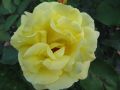 Strauchrose 'Lichtk�nigin Lucia' � - Rosa 'Lichtk�nigin Lucia' �