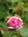Wildrose centifolia muscosa - Rosa centifolia muscosa
