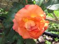 Strauchrose 'Westerland' � - Rosa 'Westerland' �