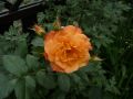 Strauchrose 'Westerland' � - Rosa 'Westerland' �