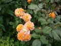 Strauchrose 'Westerland' � - Rosa 'Westerland' �