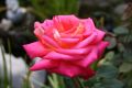 Edelrose 'Rebecca' � - Rosa 'Rebecca' �